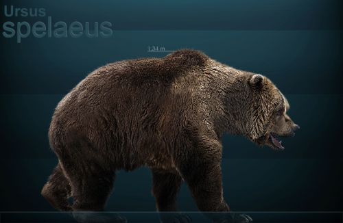 ursus-spelaeus-by-serchio